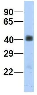 WB analysis of human fetal heart tissue using GTX46747 SGCB antibody at 1microg/ml.