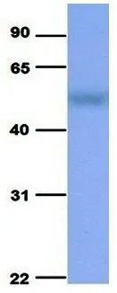 WB analysis of human fetal liver tissue using GTX46845 SLC37A4 antibody at 1microg/ml.