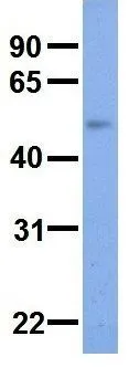 WB analysis of human fetal kidney tissue using GTX46845 SLC37A4 antibody at 0.2-1microg/ml.