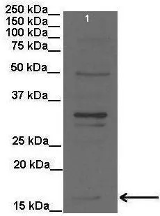 WB analysis of rat liver tissue using GTX46871 PEMT antibody at 1:2000.