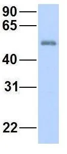 WB analysis of human fetal heart tissue using GTX46928 FBXO3 antibody at 1.0microg/ml.