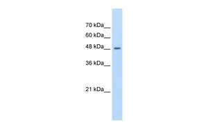 WB analysis of Jurkat cells using GTX46959 FAM174B antibody at 1.25microg/ml.