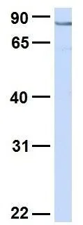 WB analysis of HeLa cells using GTX46972 SYDE1 antibody at 1microg/ml.