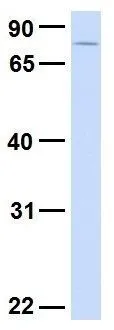 WB analysis of human fetal liver tissue using GTX46972 SYDE1 antibody at 1microg/ml.