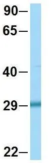 WB analysis of HepG2 cells using GTX46979 EGFL8 antibody at 1microg/ml.