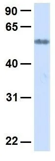 WB analysis of human placenta tissue using GTX46980 SLC19A3 antibody at 1microg/ml.