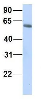 WB analysis of human fetal lung tissue using GTX46998 GTPBP2 antibody at 1microg/ml.