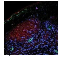 IHC-Fr analysis of mouse pancreas tissue using GTX47072 PPAP2A antibody at 10ug/ml.  Green: CD31 Red: B220 Blue: PPAP2A