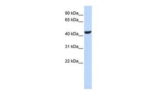 WB analysis of human B lymphoblast cells using GTX47074 RDH16 antibody at 0.2-1microg/ml. WB analysis of human B lymphoblast cells using GTX47074 RDH16 antibody at 0.2-1microg/ml.