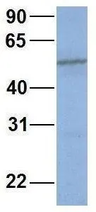WB analysis of human B lymphoblast cells using GTX47113 CYP2C19 antibody at 1.0microg/ml.