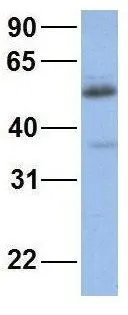 WB analysis of human fetal muscle tissue using GTX47113 CYP2C19 antibody at 1.0microg/ml.