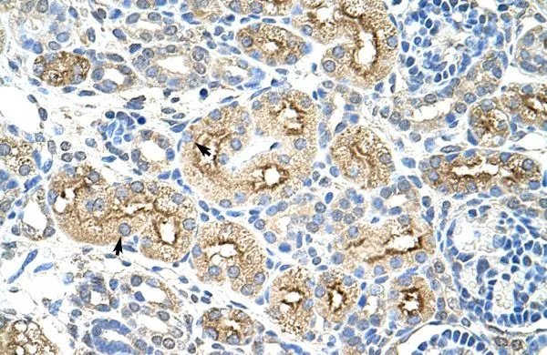 IHC-P analysis of human kidney tissue using GTX47267 MIF4GD antibody at 4.0-8.0microg/ml. IHC-P analysis of human kidney tissue using GTX47267 MIF4GD antibody at 4.0-8.0microg/ml.