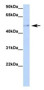 WB analysis of human fetal heart tissue using GTX47272 RBM47 antibody at 1microg/ml.