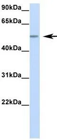 WB analysis of human fetal liver tissue using GTX47272 RBM47 antibody at 1.0microg/ml.