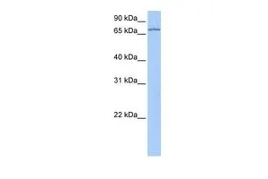WB analysis of HeLa cells using GTX47301 LARP7 antibody at 0.2-1microg/ml.