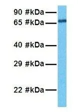 WB analysis of HeLa cells using GTX47301 LARP7 antibody at 1microg/ml.