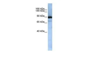 WB analysis of Jurkat cells using GTX47330 XPOT antibody at 0.2-1microg/ml.