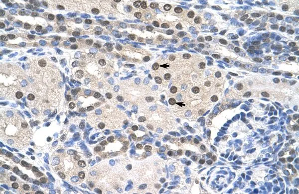 IHC-P analysis of human kidney tissue using GTX47344 PAIP1 antibody at 4.0-8.0microg/ml.