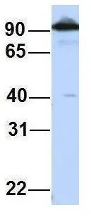 WB analysis of HepG2 cells using GTX47355 CTAGE5 antibody at 1microg/ml.