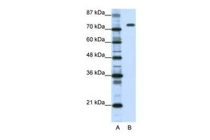 WB analysis of Daudi cells using GTX47363 NCL antibody at 1.25microg/ml. Lane A: marker Lane B: Daudi cells