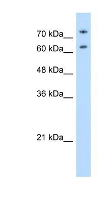 WB analysis of Jurkat cells using GTX47364 NCL antibody at 0.2-1microg/ml.