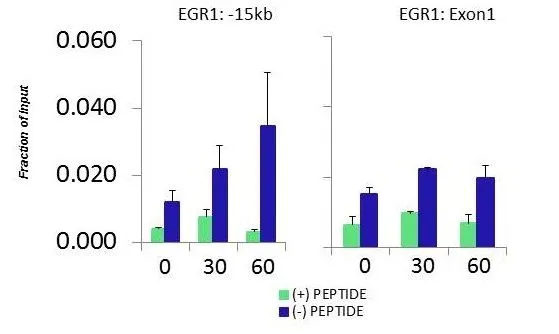 ChIP analysis of HCT116 cells using GTX47433 PRMT6 antibody. Use 0.5microg antibody GTX47433 PRMT6 antibody for ChIP assay. Quiescent human colon carcinoma HCT116 cultures were treated with 10% FBS for three time points (0, 15, 30min) or (0, 30, 60min) were used in Matrix-ChIP and real-time PCR assays at EGR1 gene (Exon1) and 15kb upstream site. ChIP analysis of HCT116 cells using GTX47433 PRMT6 antibody. Use 0.5microg antibody GTX47433 PRMT6 antibody for ChIP assay. Quiescent human colon carcinoma HCT116 cultures were treated with 10% FBS for three time points (0, 15, 30min) or (0, 30, 60min) were used in Matrix-ChIP and real-time PCR assays at EGR1 gene (Exon1) and 15kb upstream site.