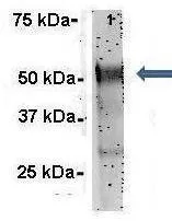 IP analysis of rat brain tissue using GTX47440 G3BP1 antibody at 1:500. IP antibody: 6microg. IP buffer: 125 mM NaCl, 20mM Tris, pH7.4,1mM MagCl2, 2% CHAP, 10% Glycerol, and protease inhibitor mixture.