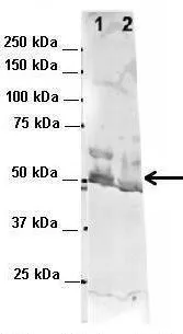 WB analysis of NT-2 cells and mouse brain using GTX47440 G3BP1 antibody at 2microg/ml. Lane 1: Human NT-2 cells lysate (60microg), Lane 2: Mouse brain extract (80microg)