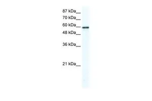 WB analysis of HepG2 cells using GTX47441 G3BP antibody at 2.5microg/ml. WB analysis of HepG2 cells using GTX47441 G3BP antibody at 2.5microg/ml.