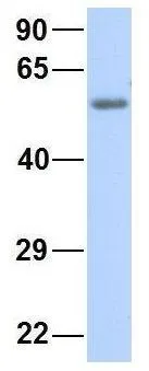 WB analysis of human placenta tissue using GTX47444 KCNV1 antibody at 1microg/ml.
