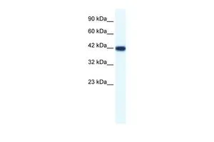 WB analysis of HepG2 cells using GTX47466 Bone Sialoprotein antibody at 1.25microg/ml. WB analysis of HepG2 cells using GTX47466 Bone Sialoprotein antibody at 1.25microg/ml.
