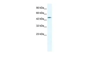 WB analysis of HepG2 cells using GTX47476 CX40.1 antibody at 0.6microg/ml. WB analysis of HepG2 cells using GTX47476 CX40.1 antibody at 0.6microg/ml.