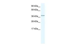 WB analysis of human brain tissue using GTX47528 AKAP7 antibody at 1.25microg/ml. WB analysis of human brain tissue using GTX47528 AKAP7 antibody at 1.25microg/ml.