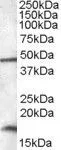 WB analysis of HepG2 lysate using GTX47550 RBM3 antibody, C-term. Dilution : 0.01microg/ml Loading : 35microg protein in RIPA buffer WB analysis of HepG2 lysate using GTX47550 RBM3 antibody, C-term. Dilution : 0.01microg/ml Loading : 35microg protein in RIPA buffer