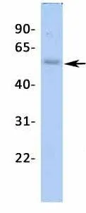 WB analysis of human fetal lung tissue using GTX47662 KCNJ12 antibody at 1microg/ml.