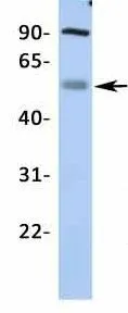 WB analysis of human fetal muscle tissue using GTX47662 KCNJ12 antibody at 1microg/ml.