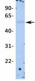 WB analysis of human placenta tissue using GTX47662 KCNJ12 antibody at 1microg/ml.