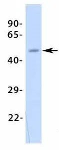 WB analysis of human fetal stomach tissue using GTX47662 KCNJ12 antibody at 1microg/ml.