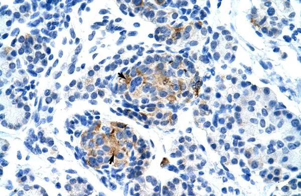 IHC-P analysis of human pancreas tissue using GTX47691 P2RX1 antibody at 4.0-8.0microg/ml. IHC-P analysis of human pancreas tissue using GTX47691 P2RX1 antibody at 4.0-8.0microg/ml.