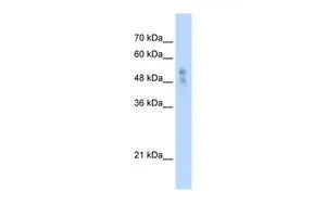 WB analysis of HepG2 cells using GTX47691 P2RX1 antibody at 2.5microg/ml.