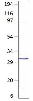 WB analysis of Aquaporin 8 recombinant protein using GTX47812 Aquaporin 8 antibody. Dilution : 1:500