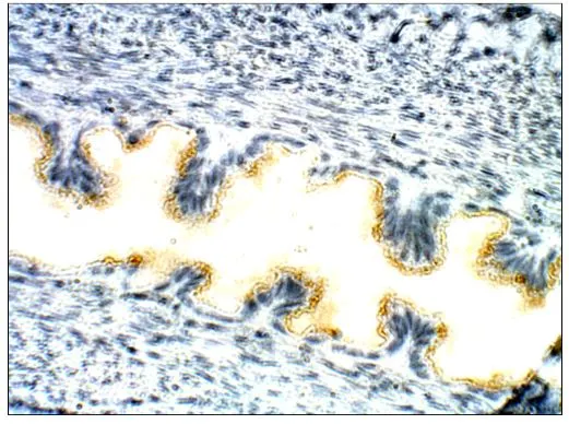 IHC-P analysis of rat ovary tissue using GTX47820 TIPIN antibody. Dilution : 1:100 IHC-P analysis of rat ovary tissue using GTX47820 TIPIN antibody. Dilution : 1:100