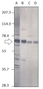 Western blot of Punt on Punt-Flag constructs. Antibody dilutions 1:200 (unpurified) and 1:500 (purified). Arrow indicates migration of Punt-Flag Lane: A & C: GTX47861 (unpurified serum)  B & D: GTX47862 (purified)