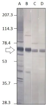 WB analysis of PUNT-Flag recombinant protein using GTX47861 Punt antibody(Lane A) or GTX14680 Punt antibody(Lane B and D) Dilution : 1:500 WB analysis of PUNT-Flag recombinant protein using GTX47861 Punt antibody(Lane A) or GTX14680 Punt antibody(Lane B and D) Dilution : 1:500