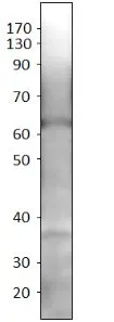 WB analysis of SK-N-MC cell lysate using GTX47874 SLC7A10 antibody (N-terminal).<br>Dilution : 1:500