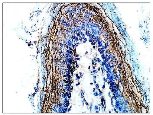 IHC-P analysis of mouse stomach tissue using GTX47896 DEK antibody. Dilution : 1:50