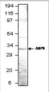 Western blot of Aquaporin 9 using GTX47915 antibody. Antibody dilution 1:500 in diluObuffer. AQP9 is a 29-30 kDa band. MWM are indicated on left.