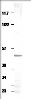 Western blot of Aquaporin 4 using AQP4 antibody (1:500 in DiluObuffer). AQP4 is 40-42 kDa band.