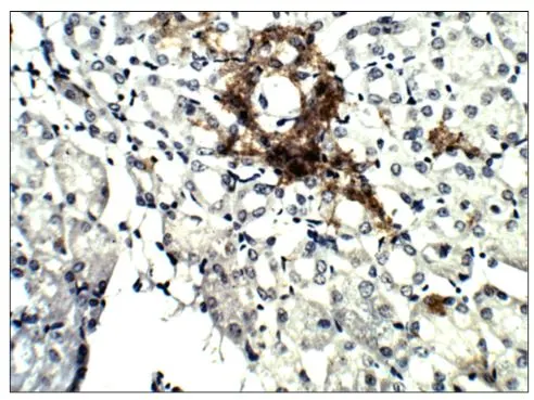 IHC-P analysis of rat kidney tissue using GTX47920 Aquaporin 4 antibody. Dilution : 1:100 IHC-P analysis of rat kidney tissue using GTX47920 Aquaporin 4 antibody. Dilution : 1:100