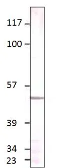 WB analysis of Aquaporin 4 recombinant protein using GTX47920 Aquaporin 4 antibody. Dilution : 1:500